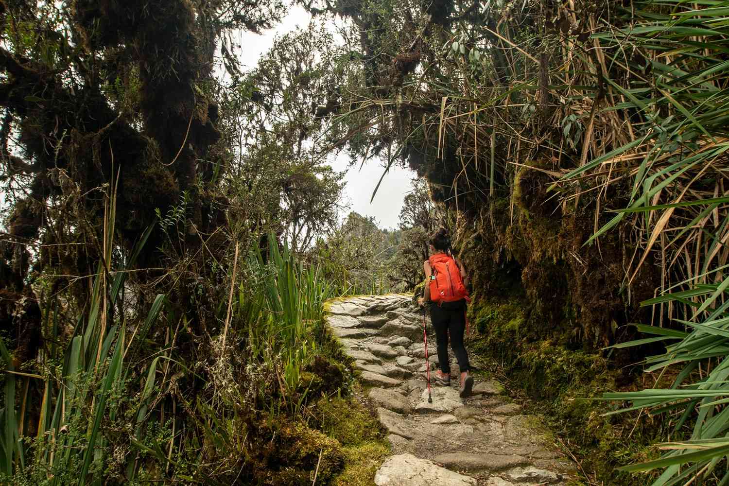 Trekker with red backpack walking on a stone path through the cloud forest on the Inca Trail to Machu Picchu.