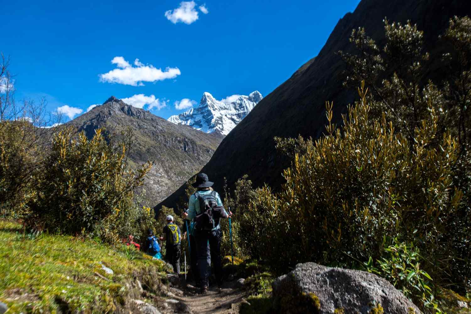 Excursionistas en el Santa Cruz Trek, en la Cordillera Blanca del Perú, avanzando por un sendero estrecho rodeado de arbustos, con picos andinos nevados al fondo bajo un cielo despejado.