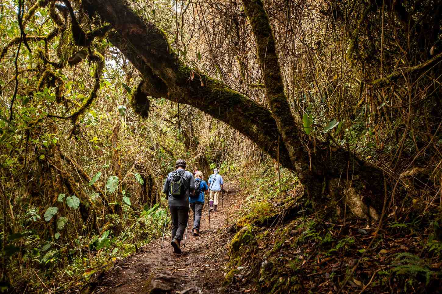 Excursionistas caminando por un estrecho sendero de bosque rodeado de densa vegetación en Choquequirao trek, Perú.